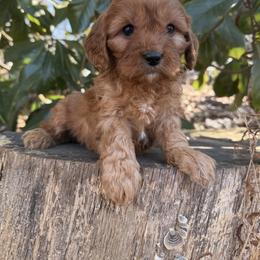 Honey - Red female Cavapoo puppy in Rio Linda, California from VitPom Puppies