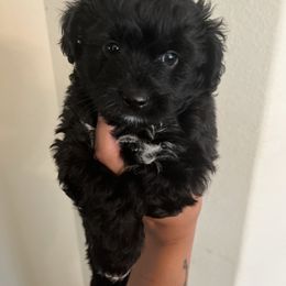 Denzel - Black and white male Aussiedoodle puppy in Humble, Texas from DoodlePuppiesTX