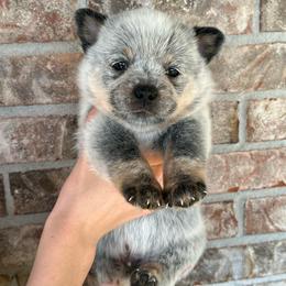 Boy 3 - Blue male Australian Cattle Dog puppy in Irvington, Kentucky from Dry Valley’s Australian Cattle Dogs