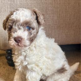 Mulan - Chocolate and white female Havapoo puppy in Dothan, Alabama from Snickerdoodles