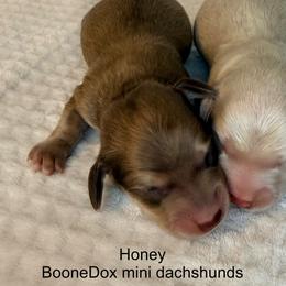 Honey - Cream female Dachshund puppy in Lexington, Oklahoma from BooneDox Miniature Dachshunds