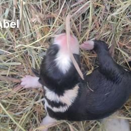 Abel - Black and white male Border Collie puppy in Westerlo, New York from Pam's Border Collies