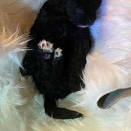 Bernedoodle and Labradoodle Puppies from Doodletown