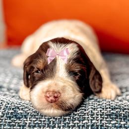 Odunze - Chocolate female Australian Labradoodle puppy in Decatur, Alabama from Southern Meadows Doodles