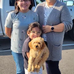 Aussiedoodle, Cavapoo, and Poodle Puppies from B&M Cottonwood Canines
