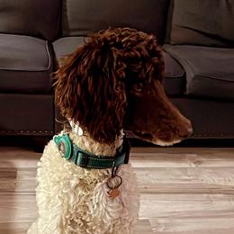 Ellie - Poodle