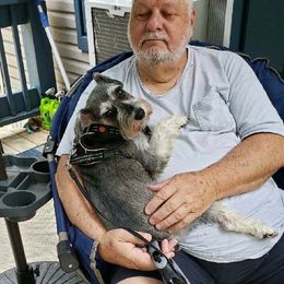 Miniature Schnauzer Puppies from A'Lord Miniature Schnauzer