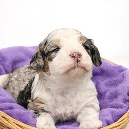 Nova - Merle female Goldendoodle puppy in North Branch, Michigan from Graceful Miniature Goldendoodles