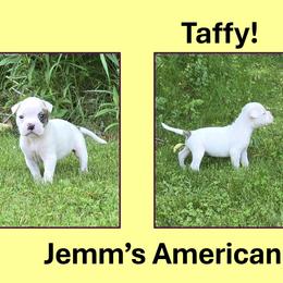 Taffy - White and brindle female American Bulldog puppy in Three Rivers, Michigan from Jemms Kennels