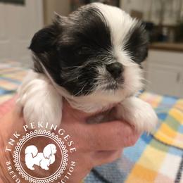 Kaitlin - White female Pekingese puppy in Berwick, Pennsylvania from TnK Pekingese