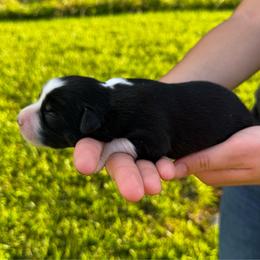 Tux - Black tri male Miniature Australian Shepherd puppy in Mount Carmel, Tennessee from Hill Top Mini Aussies
