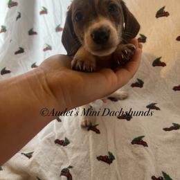 Rolo - shade red brindle piebald LH male - Brindle male Dachshund puppy in East Dover, Vermont from Audet’s Mini Dachshunds