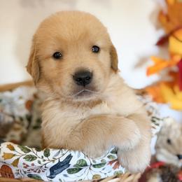 Mr Light Blue - Golden male Golden Retriever puppy in Moapa, Nevada from Little Bitta Luck Farms