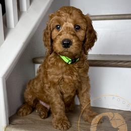 Jack - Red  male Goldendoodle puppy in Murrieta, California from Apricot Poodles & Goldendoodles, LLC