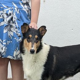 Charlotte - Collie