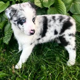 Butter - Blue merle female Australian Shepherd puppy in Marshfield, Vermont from Discovery Hill Australian Shepherds