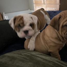 Bulldog Puppies from Semper Fi Bulldogs
