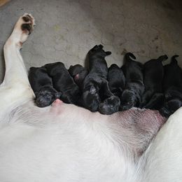 Labrador Retriever Puppies from Lakeside Labs