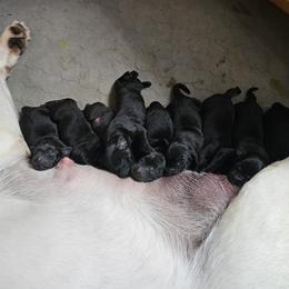 Labrador Retriever Puppies from Lakeside Labs