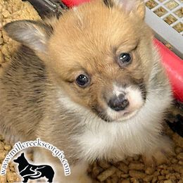 Sienna- beautiful red and white girl - Red female Pembroke Welsh Corgi puppy in Taylorsville, North Carolina from Mill Creek’s Pembroke Welsh Corgis and French Bulldogs