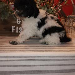 Double Doodle Puppies from Doodle-4-Dayz