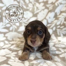 Bean - Chocolate and cream female Dachshund puppy in Monroe, North Carolina from Dogwood Doxies