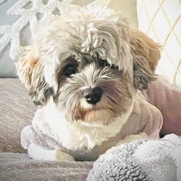Ellie - Havanese