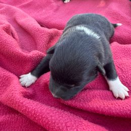 Annie - Black and white female Border Collie puppy in Winnsboro, Texas from Pecan Grove Pups