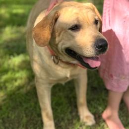 AKC Roxie - Labrador Retriever