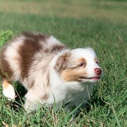 Miniature Australian Shepherds from Rockin' A Miniatures