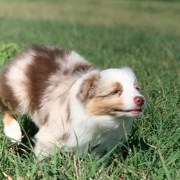 Miniature Australian Shepherds from Rockin' A Miniatures