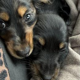 Dachshunds from Furry Friends Kennel