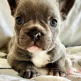 Eve - Blue fawn female French Bulldog puppy in Denton, Maryland from Little Lions the Shih Tzu Kingdom
