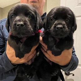 Girl 3 - female Labrador Retriever puppy in Hutto, Texas from Texas Bluebonnet Labs
