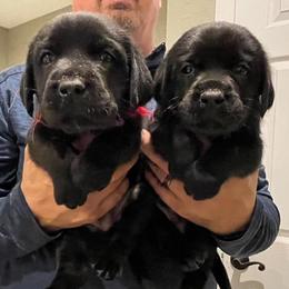 Girl 3 - female Labrador Retriever puppy in Hutto, Texas from Texas Bluebonnet Labs