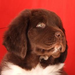 Piper - Brown male Newfoundland puppy in Dalton, Ohio from Newfforu