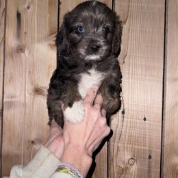 Girl 1 - Blue merle female Aussiedoodle puppy in Gilbert, Arizona from LittleLegacyDoodles