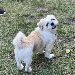 Simba - Shih Tzu