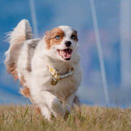 Miniature American Shepherd and Papillon All Grown Up from LS Best Friends