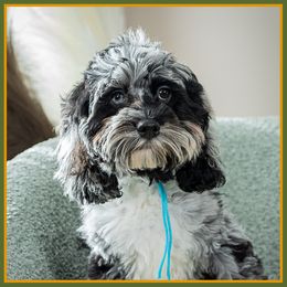 Port - Merle male Cockapoo puppy in Connersville, Indiana from Deaz Doodle Ranch