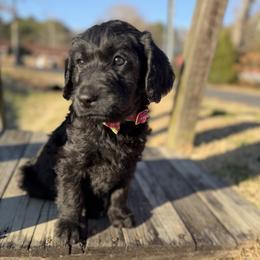 Clint - Black male Labradoodle puppy in Georgetown, South Carolina from Muddy Bay Kennels