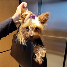Tiffy - Yorkshire Terrier