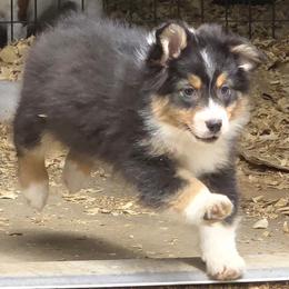 Briar - Black tri-color female Australian Shepherd puppy in Divide, Colorado from Outlaw Farm and Kennel