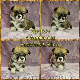 Sparkle - Red female Pembroke Welsh Corgi puppy in Kiowa, Colorado from Cool Water Corgis LLC