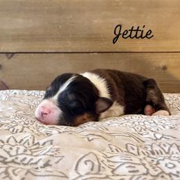 Jettie - Black tri-color female Australian Shepherd puppy in Kearney, Nebraska from Helix Aussies