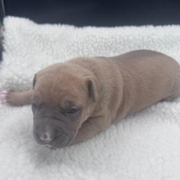 Blue Fawn - Blue fawn male American Bully puppy in Union County, North Carolina from XLRG BULLIES