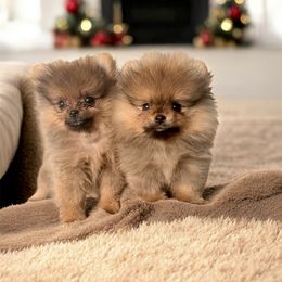 Pomeranian puppies from Poodles & Pomeranians of Manila
