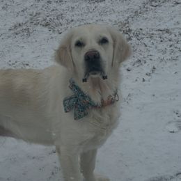 Poppy - Golden Retriever