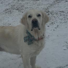 Poppy - Golden Retriever