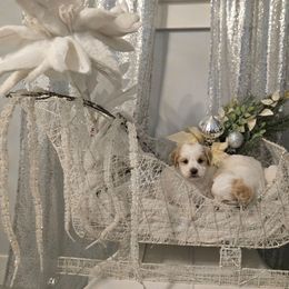 Dancer - Parti female Maltipoo puppy in Washington from Mt.BakerPoodles&Doodles